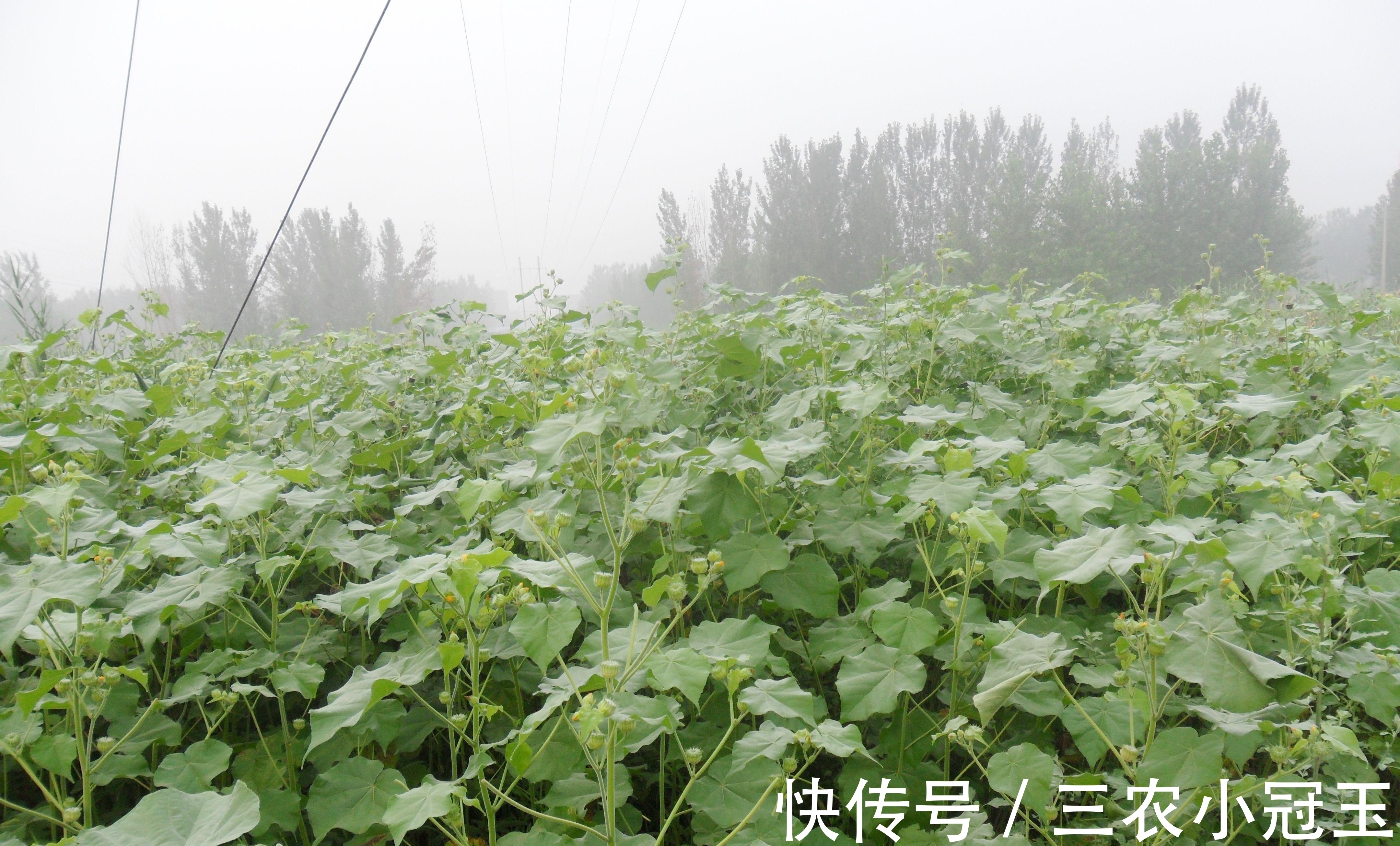 小黄花|农村一草叫“车轮子”，农村娃当零食吃，却不知治“耳鸣”很有效