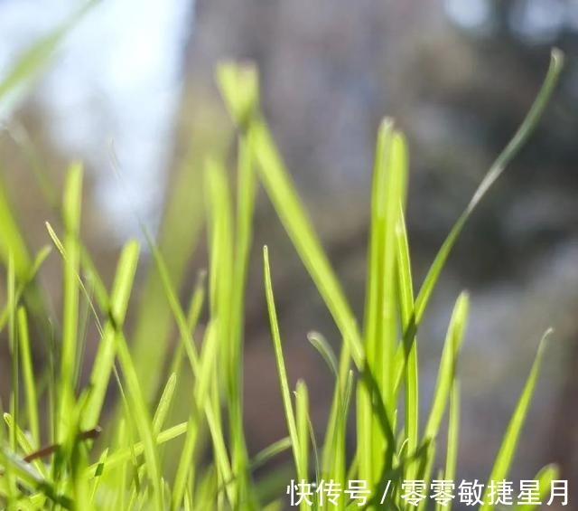 梅花肉|梅花肉蒸饺，一口一个停不了！