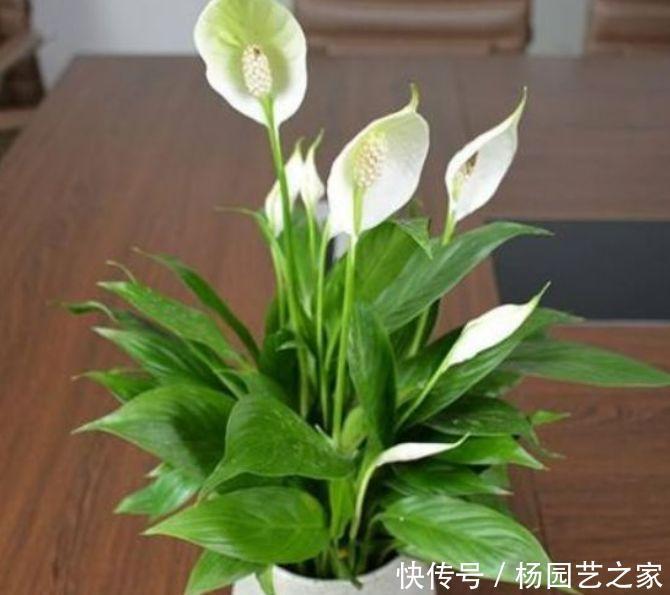 养花就养4种花,家里养一盆,开花漂亮花期长,阳台养出小花园