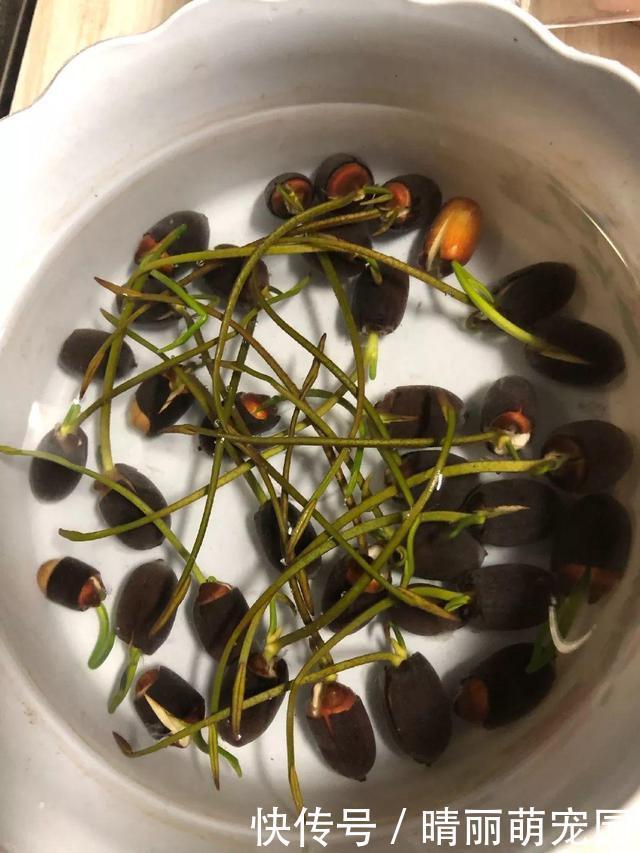 她在水缸里种荷花,开花比脸还大,满缸都是藕!