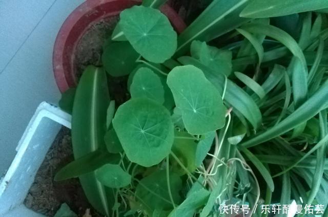 金丝荷叶花。不开花,看叶子也挺好看的