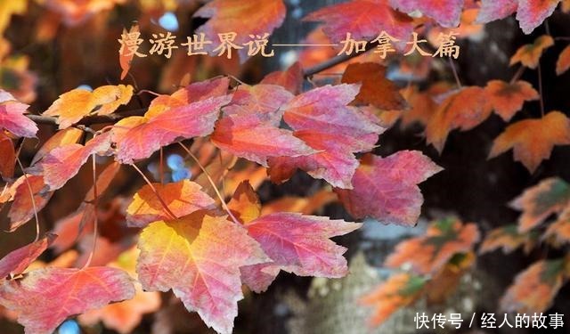 中薪|宅在家里的加拿大人干了这些事，最后一图人间有大爱