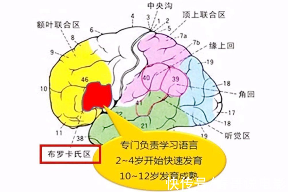 孩子|开口早的宝宝聪明，还是开口晚的娃聪明？这个时间开口说话更聪明