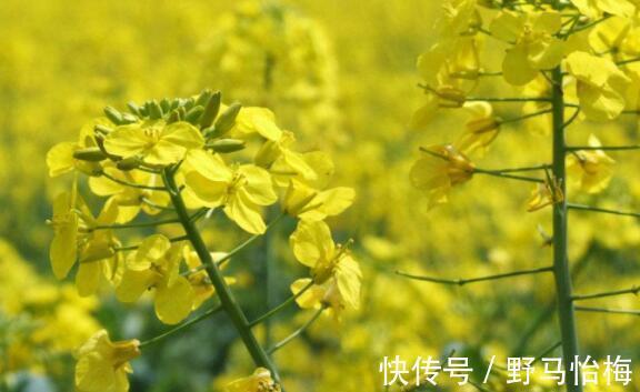 海棠|喜欢养花，就养这几款，造型优雅独特，花儿开成团