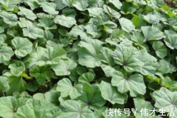 灰灰菜|农村漫山遍野都是的野菜,钙含量堪比牛奶,农村娃从小吃到大