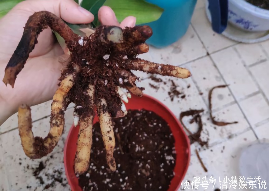 君子兰|1个小方法，让君子兰不再烂根，解决新手浇水难题，浇多了也不怕