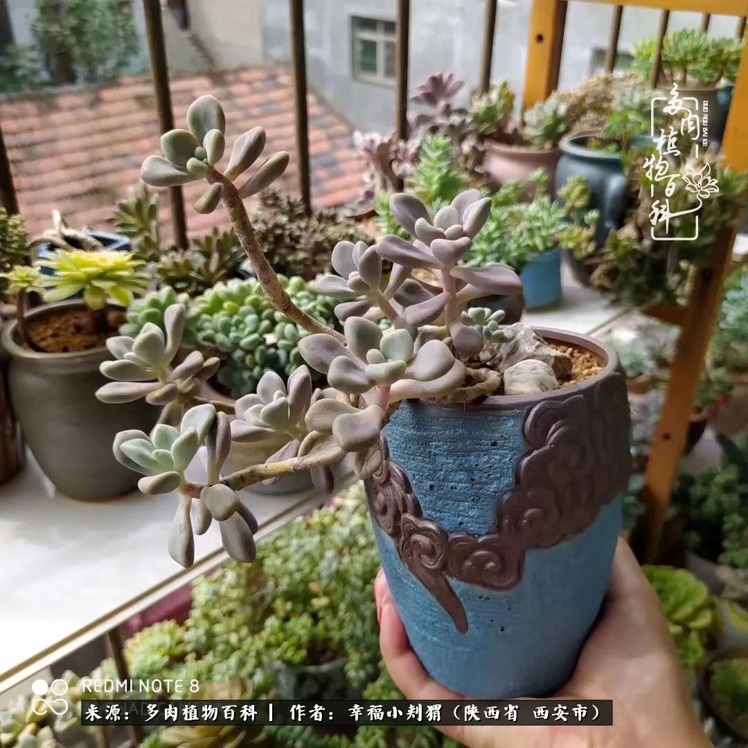 时光荏苒，种肉赏肉已成了生活中不可缺少的一部分！