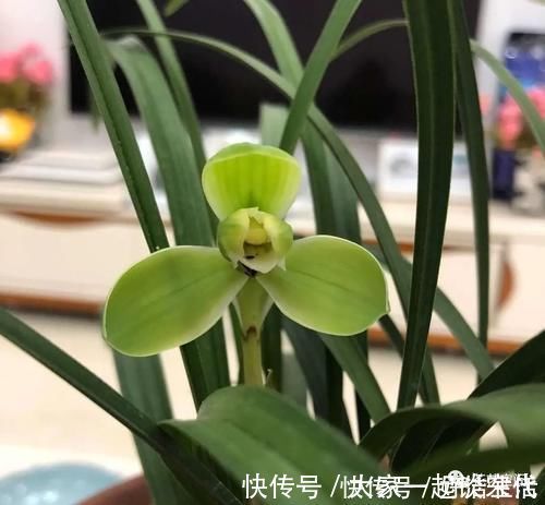 根壮|兰花适合“懒养”,这三点别做太勤快,才会根壮叶绿,花开不断!