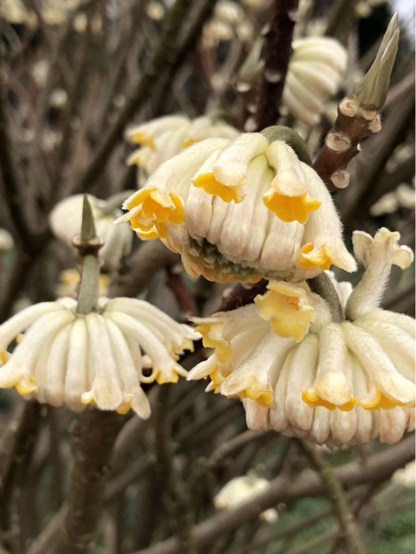 花花|家里种一株“黄金花”，开花金灿灿有好寓意，满屋子都是香味