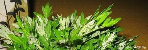 蚊子最“讨厌”这4种花，在客厅摆上一盆，整个夏天“没烦恼”！