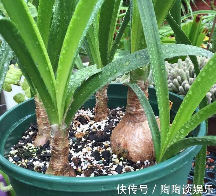 吊兰|不需要扦插的5种花，把根“掰开”就是小苗，成活率真高