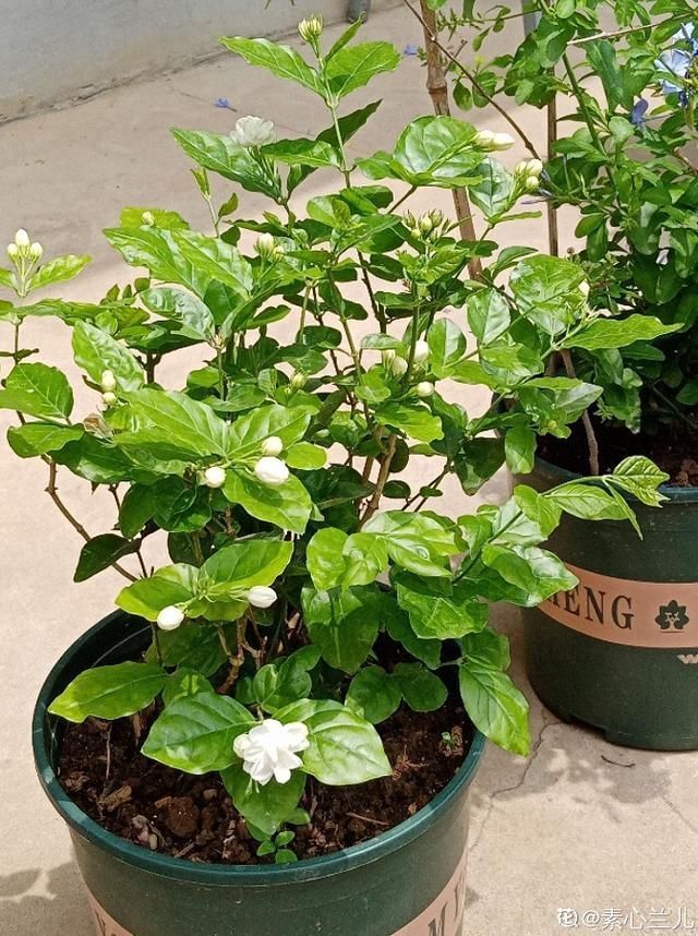 夏天养这花,每月要喂几滴食醋,叶子油绿、开花超多