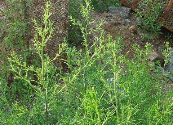 黄金草|农村常见的一种“缺德草”，遭人嫌弃，却不知是珍贵的“黄金草”