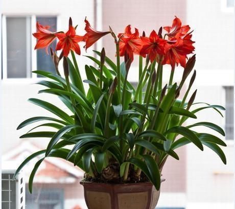 开花|朱顶红光长叶子,不开花,有些玄机你不知道