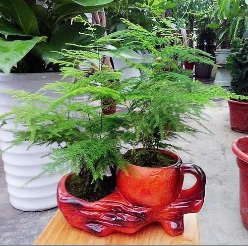 黄叶|几种耐阴花,最怕晒太阳,一晒就黄叶,看看你养了几种