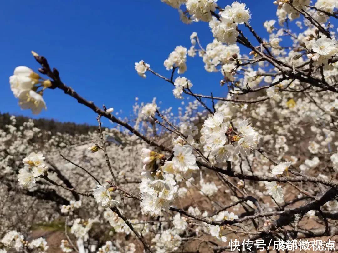 花已初开，春光无限