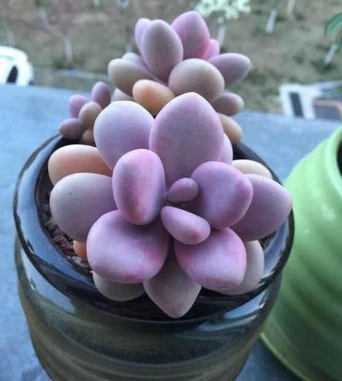 在家养多肉桃蛋该如何管理3点做到位,叶片俏丽、出好状态