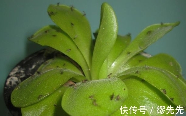 养花生虫,试试这4样“家庭好物”,保你轻松驱虫杀虫