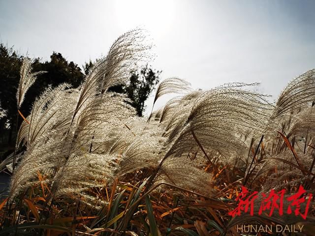  冬日|有一种美，叫冬日里的芦花