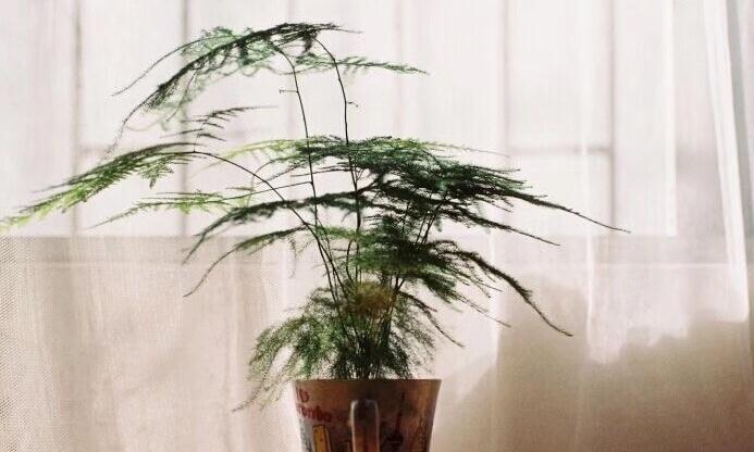 养花和性格息息相关,你是什么性格,就喜欢养什么花,你同意吗