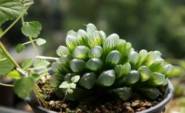 多肉|这些多肉是颜值担当,口碑却褒贬不一,喜欢和嫌弃严重“两极化”