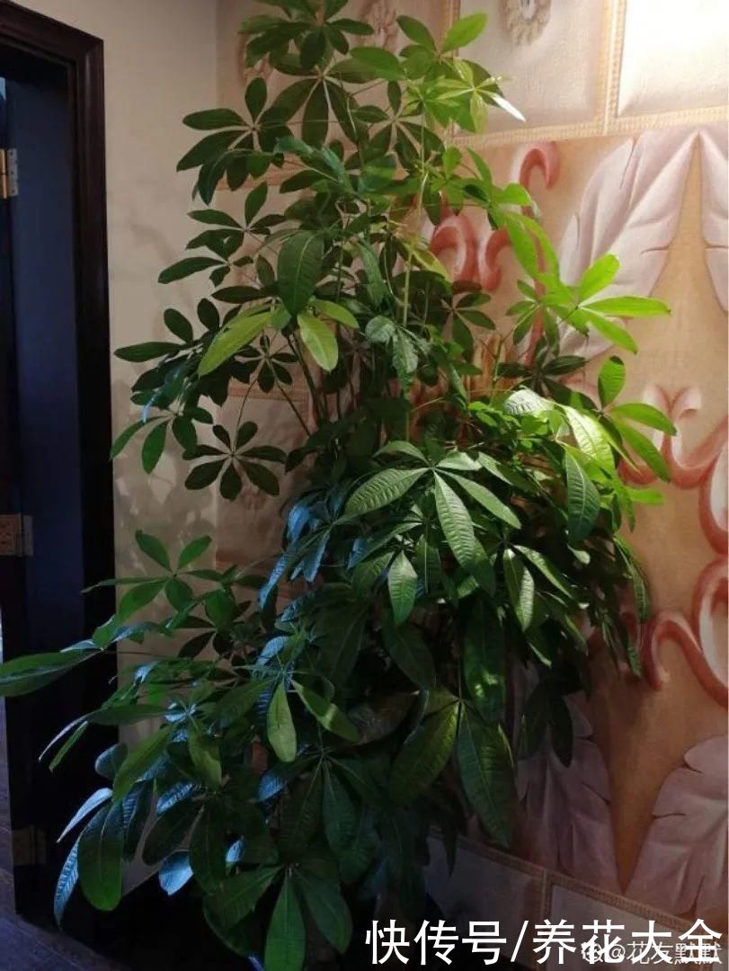 最怕晒的10种花，赶快搬进屋，否则会死掉