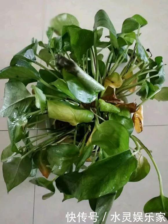 路边一堆“名贵花”,丢人也要捡,捡回家养2个月就开花!