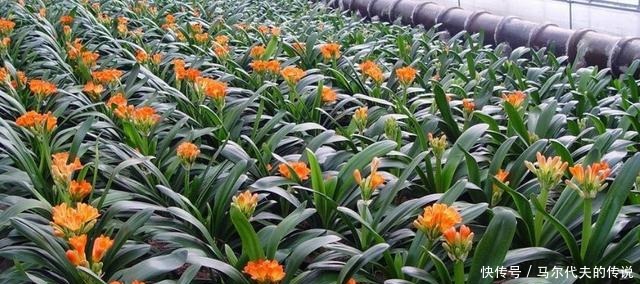 这3种“花”哪怕“半价”也别买,“折”一根枝,能养出一满盆!