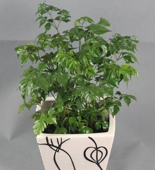 客厅摆上3种“大盆栽”,品味高上档次,关键还“养人”