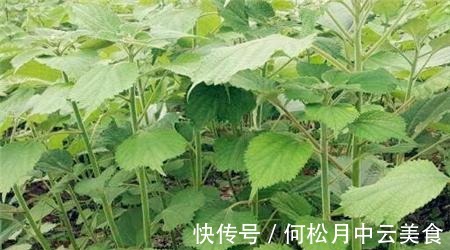 江南人|60种常见野菜,高清大图,收集全了真不容易!