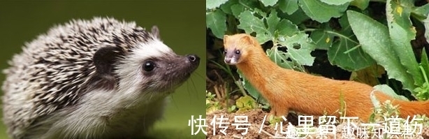 知识|趣味冷知识分享（三十二）快来一起涨知识！