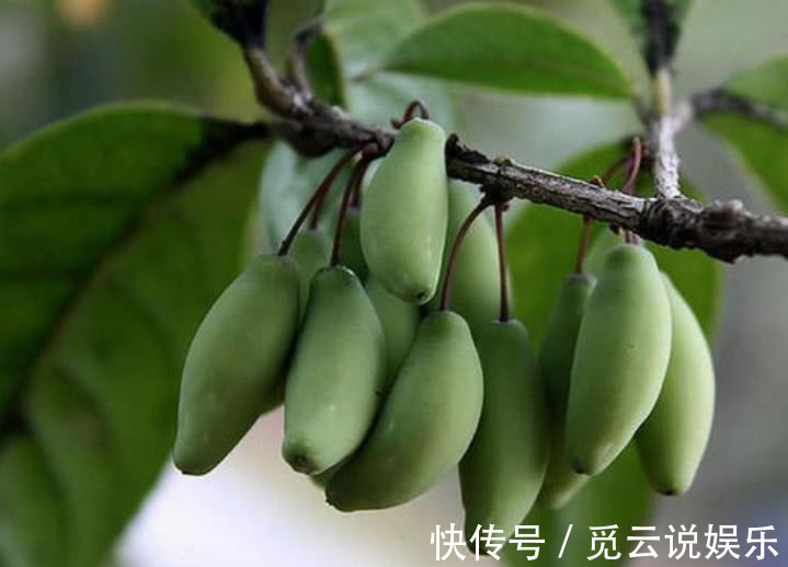 大家都喜欢这种树开的花，但结的果实却少有人知，一斤要好几百