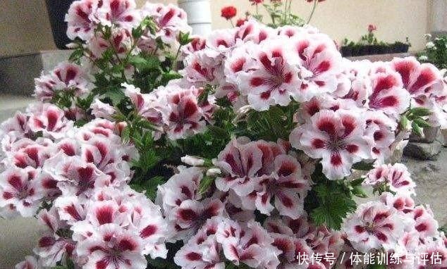 盆栽天竺葵,花苞越来越少教你一个小技巧,长满“大花包”!