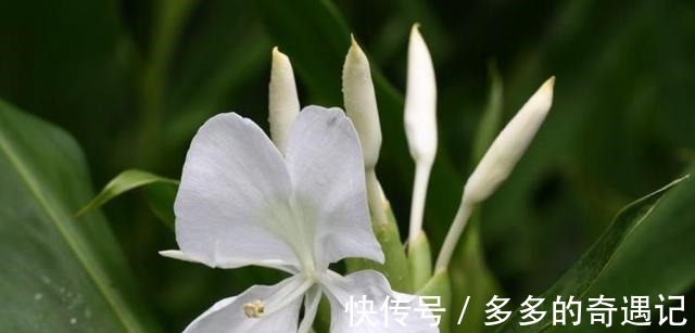 花头|用一束沁人心脾的姜花，来挥别这个夏天！