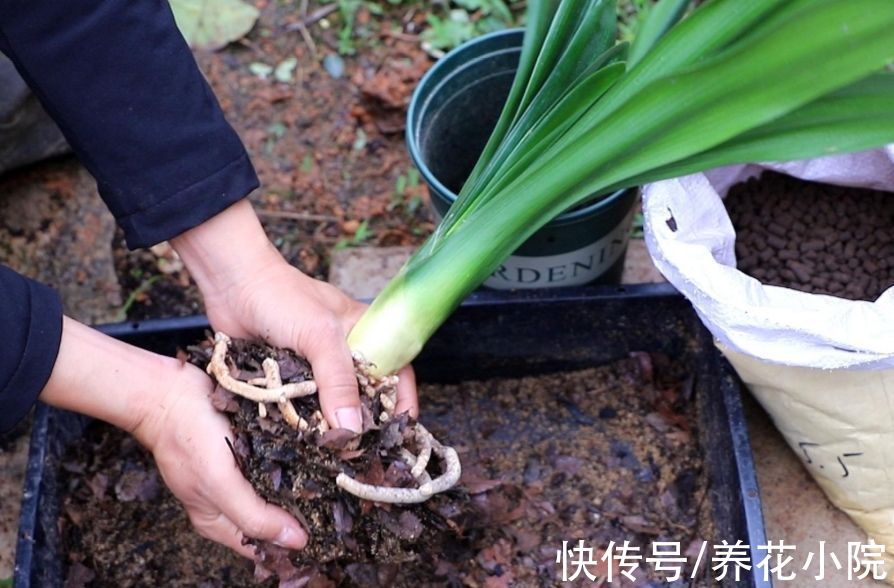 君子兰喂上“2种肥”，叶子长得快，饱满厚实又有光泽