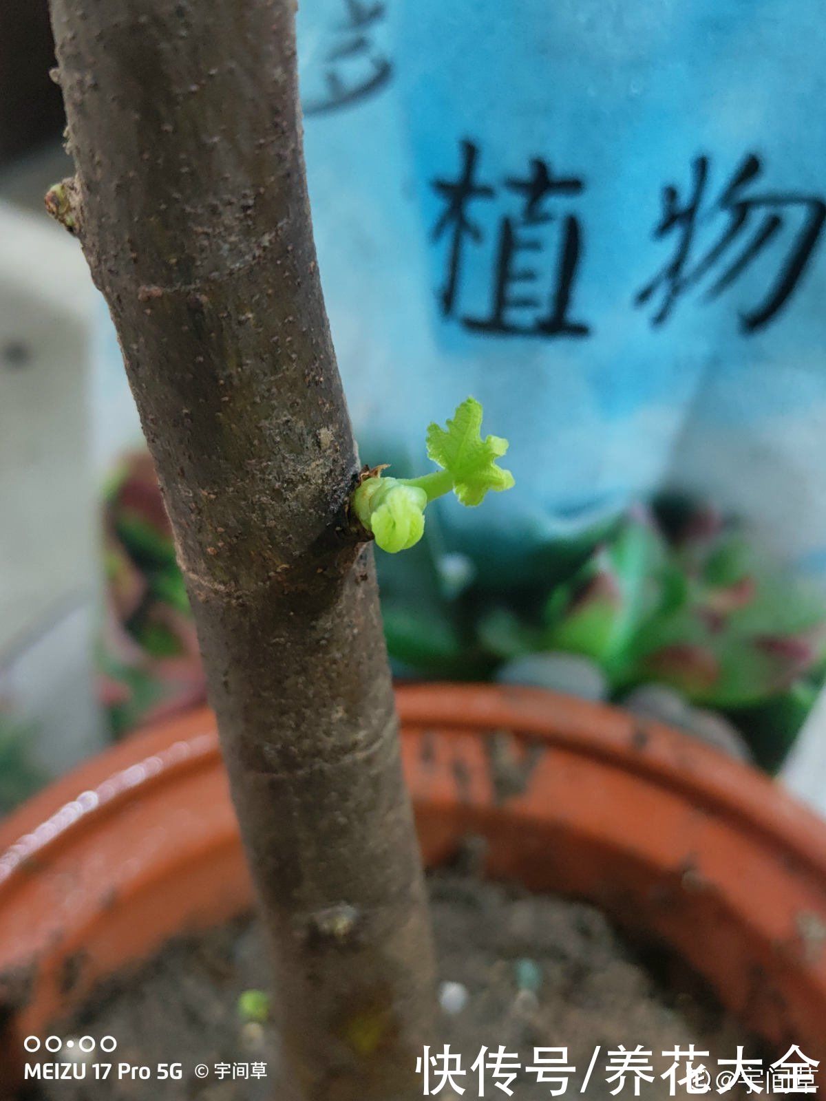 石榴树|2种果树，不仅能结果，修剪好了还能做盆景