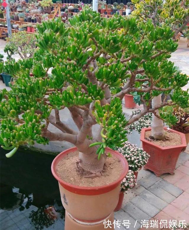 爆盆|盼着雨天来,4种花“淋淋雨”,蹭蹭长爆盆,比施肥还长得快