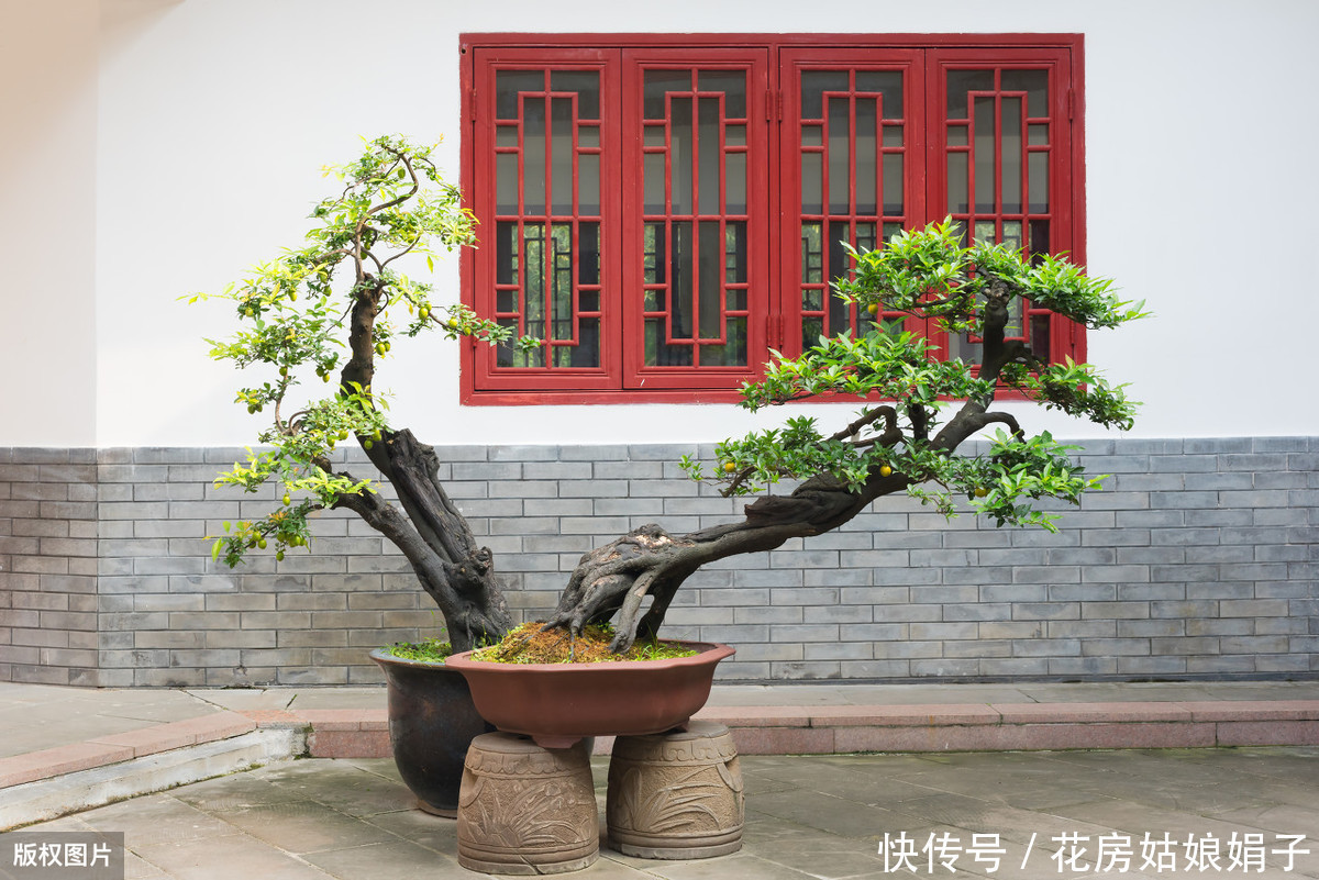 60后盆景大师的忠告,不能进的10个误区,踩中1个,白干1年