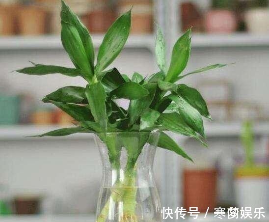 富贵竹养多少根也有讲究,根数不同寓意不同,看看你适合养几根