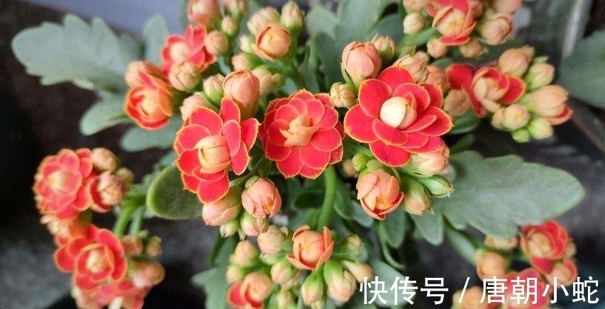 花花茎|天增岁月人添寿，福寿吉庆长寿花