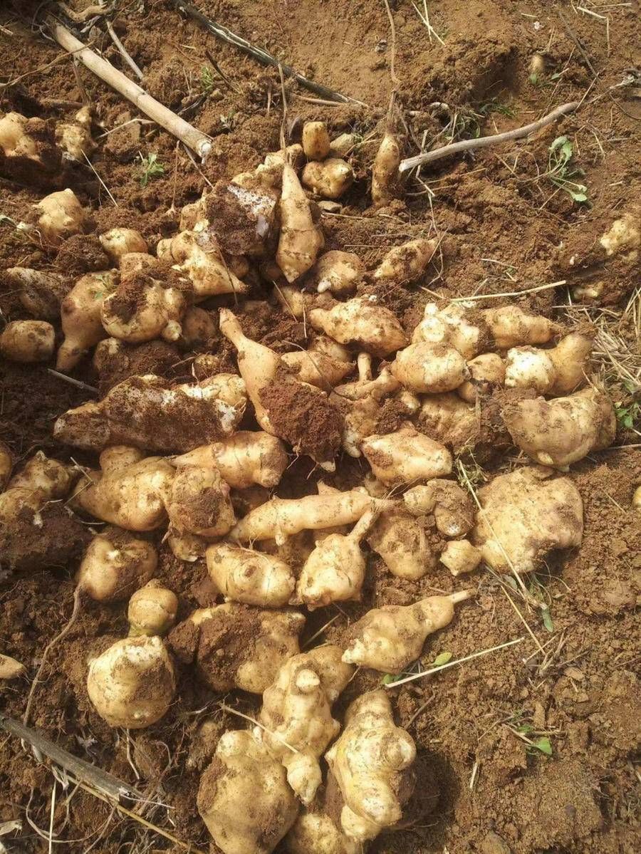 青未了｜荒芜中照见的美好