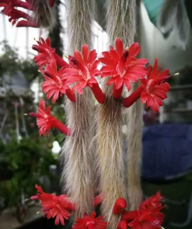 猴尾|想养仙人掌,就养一盆它,枝条形状奇特开花很美,观赏价值高