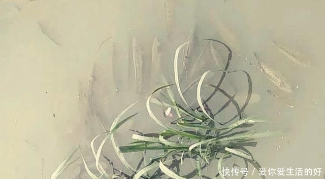 黑鱼泛滥成灾成群黑鱼聚集河湾产卵电鱼人不如我来来试试