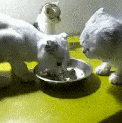 |搞笑GIF趣图:你们成年猫吵架,为啥受伤的总是我!