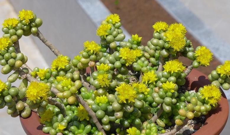 蚧壳虫|解决多肉长蚧壳虫有套路，这4个方法，一学会就能轻松搞定