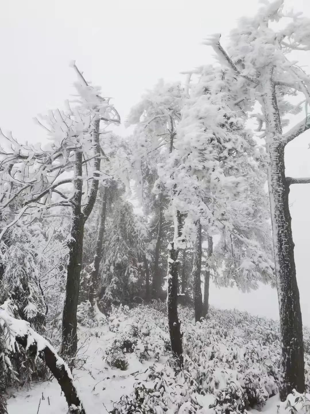 雾凇|绝了！天台冬季美景，宛如冰雪世界！一天看8小时都不够!