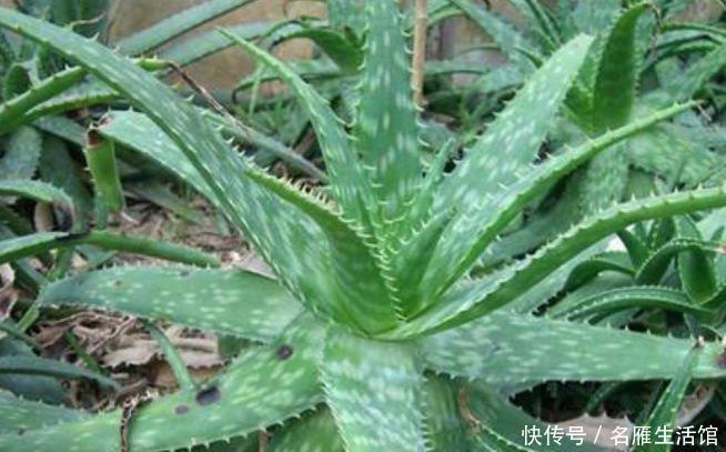 芦荟|家里就养4种花，耐旱又耐晒，招财纳福，好运天天到