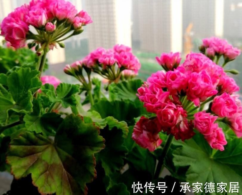 秋冬养花赏花,不如就盆栽这3样,低温天开花又多又美