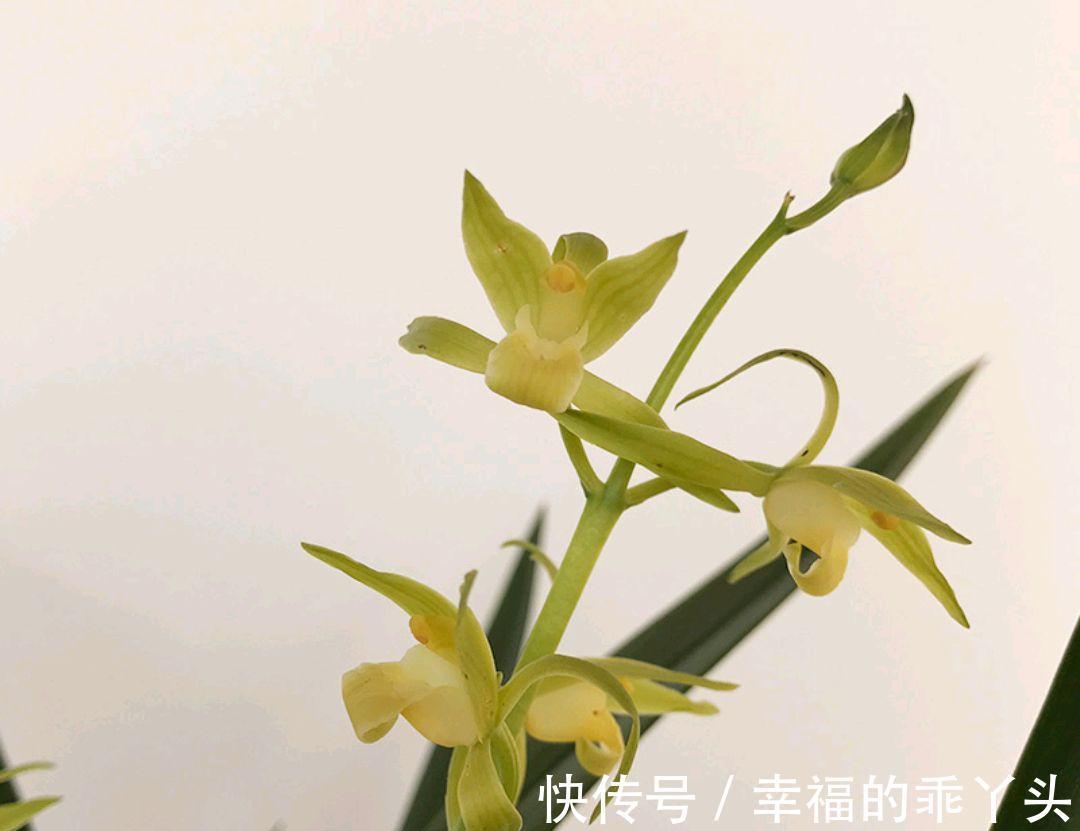 兰花要想香,冬季养护很重要,该怎样养护