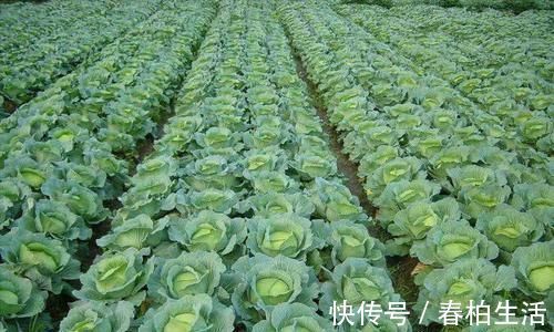 玫瑰花|子宫垃圾的天然“清洁工”,女人常吃,清宫排毒,远离妇科病